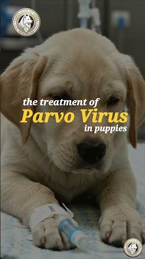 Parvo Virus Treatment in Puppies | डॉग के पार्वो वायरस का इलाज | How to cure Parvo Virus in dogs 🐕 🙌