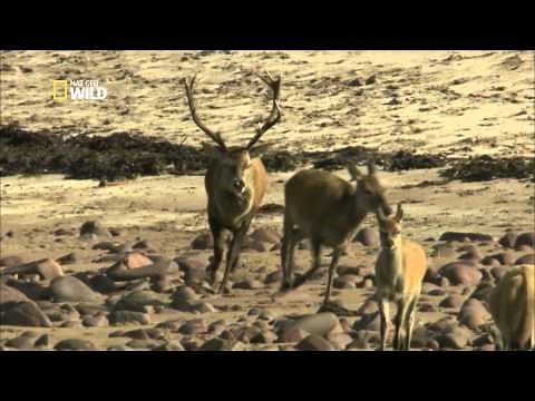 La période de reproduction pour les cerfs