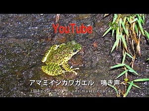アマミイシカワガエル 鳴き声 / Amami Ishikawa's Frog