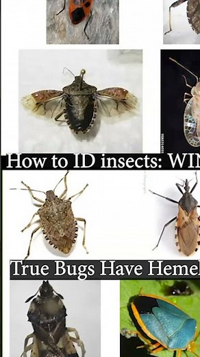 IPM Shorts: How to ID insects: WINGS! (True bugs have hemelytra!)