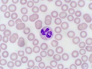 Cell Staining Protocol for Microscopy - Procedures, Types & Techniques