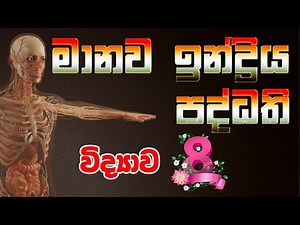 Grade 8 Science | 9 පාඩම - මානව ඉන්ද්‍රිය පද්ධති | Manava Indriya Paddhati | Vidhyawa 8 | lesson 9