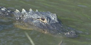 Gators on the move during mating season