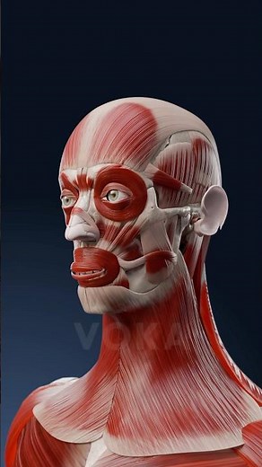 Head muscles anatomy - explore facial and cranial muscles with VOKA 3D Anatomy & Pathology