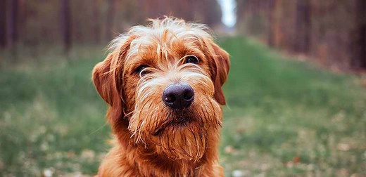 F1 Labradoodle - Everything You Need To Know