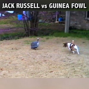 4.2M views · 51K reactions | Me commentary on Stanley the guinea fowl vs a jack russell. | Ozzy Man Reviews | Facebook