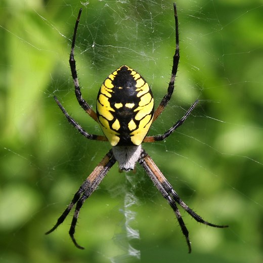 24 Most Common SPIDERS in Kentucky! (ID Guide)
