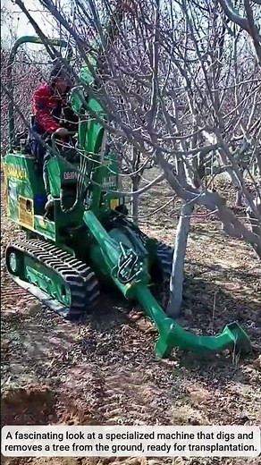 The process of using a machine to dig up trees