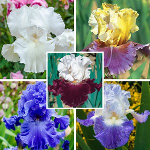 Reblooming Iris Collection