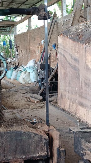 Old Trembesi Wood Sawed by Sawmill #fblifestyle #sawmill #wood #woodworking #woodslabs #fyp #viral #trending #reels #travel #trendingreels #entertainment #diy #USA #AMERICA #SWEDIA #BENGALI | Bola Voli Go