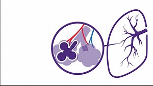 1.9K views · 22 reactions | Lungs are one of the largest organs in...