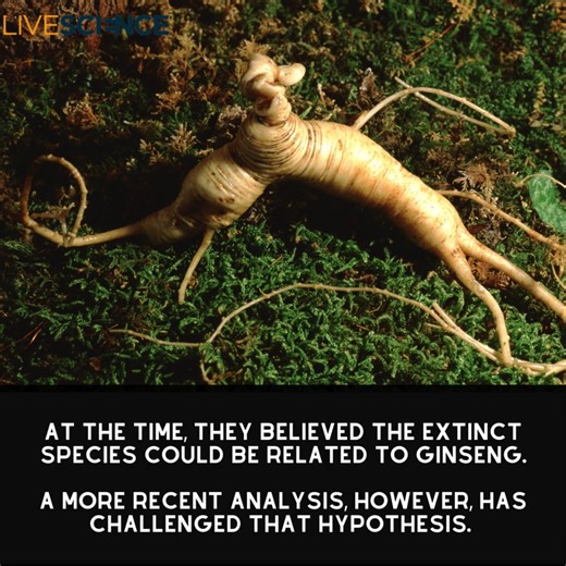 Fossilized plant remains discovered near a Utah ghost town have stumped scientists, who are unable to link them to any modern or extinct plants. Learn more 👉 https://trib.al/VwsKOdo | LiveScience