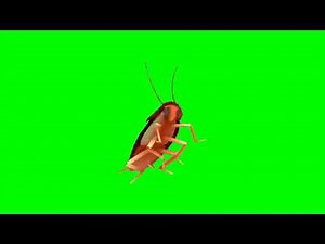 Spinning cockroach meme green screen
