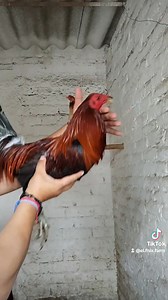 Para mí amigo Daniel de cd Juárez Chihuahua se ISO un regalito para el mismo ☺️ esperó estás aves sean de su fino agrado amigos míos les comparto este video!! cualquier información al WhatsApp 55 2377 3483 | El Fenix Farm