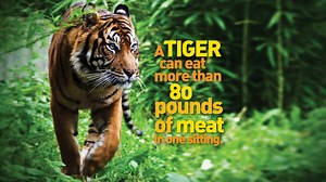 Weird But True: Jungle