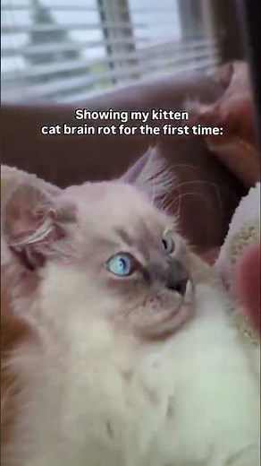 I played the cat brain rot song for Sprout and he stared at the wall like it unlocked something in