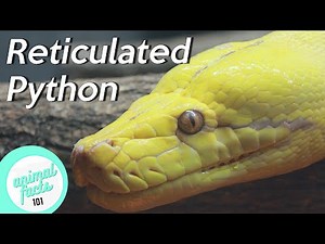 Reticulated Python • All You Need To Know About This Reptile