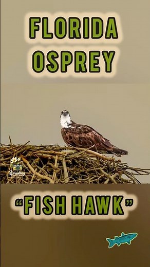 Florida Osprey- The Fish Hawk #shorts