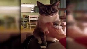 16M views · 2.9K reactions | You can catch these cool cats watching AFV's new episode tonight at 7/6c on ABC! | America's Funniest Home Videos | Facebook