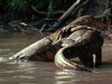 Water Monitor Lizard Wrestling | National Geographic