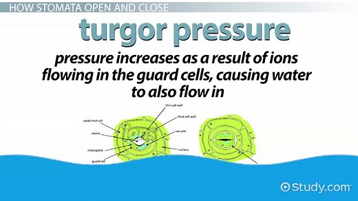 What is a Stoma? - Definition & Function