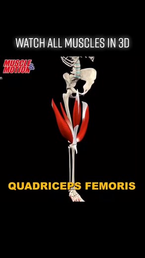 Explore Muscle Anatomy in 3D Animation