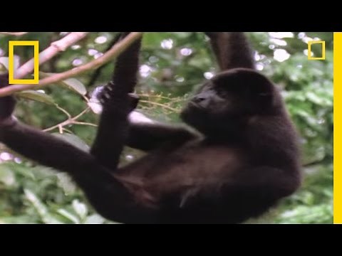 World's Loudest Animals: Howler Monkeys | National Geographic