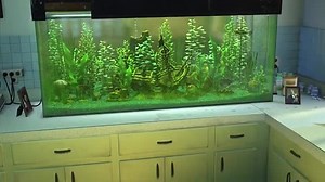 Finding Nemo (2003) PART 27