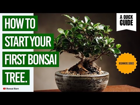 “How to Start Your First Bonsai Tree.” (“Step-by-Step for Beginners)”