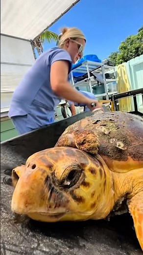 Molly’s Barnacle Removal | Part 3 🐢