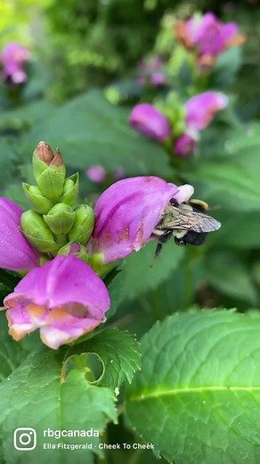 🐝 Bees love turtlehead, including this pink cultivar! This little pal is enjoying a patch of Chelone lyonii 'Armitpp02', sold as: Tiny Tortuga over at the Rock Garden! Turtlehead blooms in late summer to early fall and grows well in partly shade areas. There are 6 species in the genus Chelone, all of which are native to North America. #FunFact: Turtlehead has furry hair on the inner lower lip of the flower that prevent insects from taking the nectar without pollinating the flower first. #RBGblo