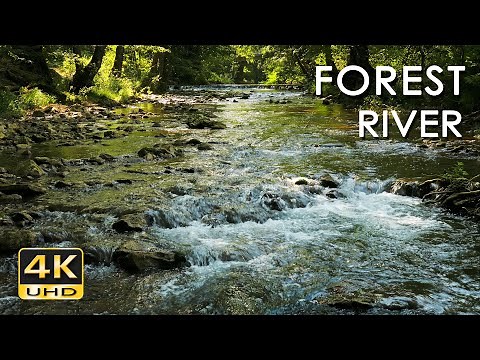 Forest River - Stream Sounds for Sleeping - No Birds - Relaxing Nature Video - Water Flowing 10 Hour