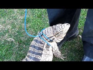 Tegu Attention- Tegu returns to owner for comfort pt 1 (HD)