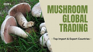 Top Mushroom Importing And Exporting Countries - BigManBusiness