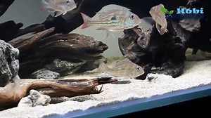 8.5K views · 82 reactions | Aquarium Setup for discus fish, angelfish or cichlid Source : YT / Aqua Interior | Aquascape Hobby | Facebook