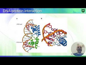 Overview of nucleic acids + basic techniques 2024 2025