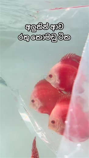 5.5K views · 82 reactions | Red Melon Discus  | Nano Fish Corner | Facebook