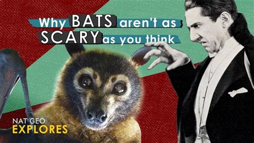 Why bats aren't as scary as you think