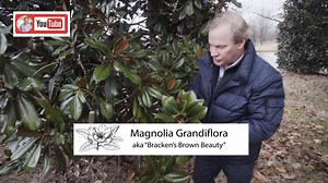 22K views · 1.3K reactions | One of my favorite trees to have through the winter season is the evergreen Magnolia Grandiflora! What evergreens do you enjoy in the winter time? Check out today's YouTube video and learn about Magnolia tree varieties! https://youtu.be/kJhX8BJpNSE #trees #magnoliatrees #southernmagnolia #magnoliagrandiflora #plantingtrees #improveyourworld #evergreen #wintertree #gardenhome #garden #gardenlover | P. Allen Smith | Facebook
