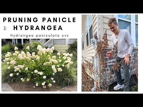 Pruning HYDRANGEA PANICULATA - Prune Hydrangea Correctly for more FLOWERS