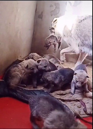 Gave birth to a lot of little wolves #wolf #foryou