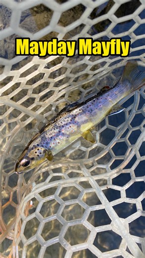 Adam Lafferty | Fly Tyer & Angler on Instagram: "This Mayday Mayfly is just what’s needed to add a little flash to a mayfly pattern. I really like how this pattern keeps things dark like the naturals but has that pop of orange to grab some attention. Fly Tying Materials: Hook: @saludabeads Jig Wide size 14 Bead: @saludabeads Slotted Tungsten 3.3mm Copper Thread: @veevusfishing 10/0 Fluorescent Orange Tail: CDL Medium Pardo Body: @veevusfishing Holographic Tinsel H16 Brown Rib: UTC Ultra Wire Hot