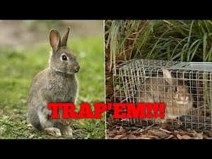 How To: Trap Rabbits