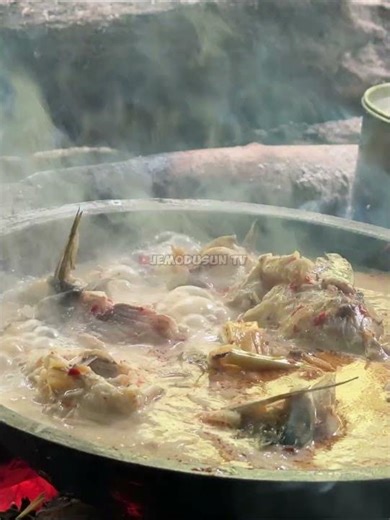 firewood in the forest #jemodusuntv