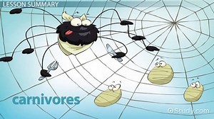 What do Spiders Eat? - Lesson for Kids
