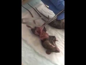 Mouse Dissection and oviduct collection