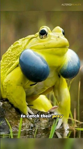 Indian Bullfrog - Bold and Majestic Resilience of the Subcontinent