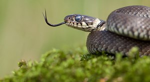 Reptiles | The Wildlife Trusts