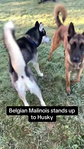 Belgian Malinois vs. Husky: Dog Behavior Insights