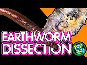 Earthworm Anatomy and Dissection